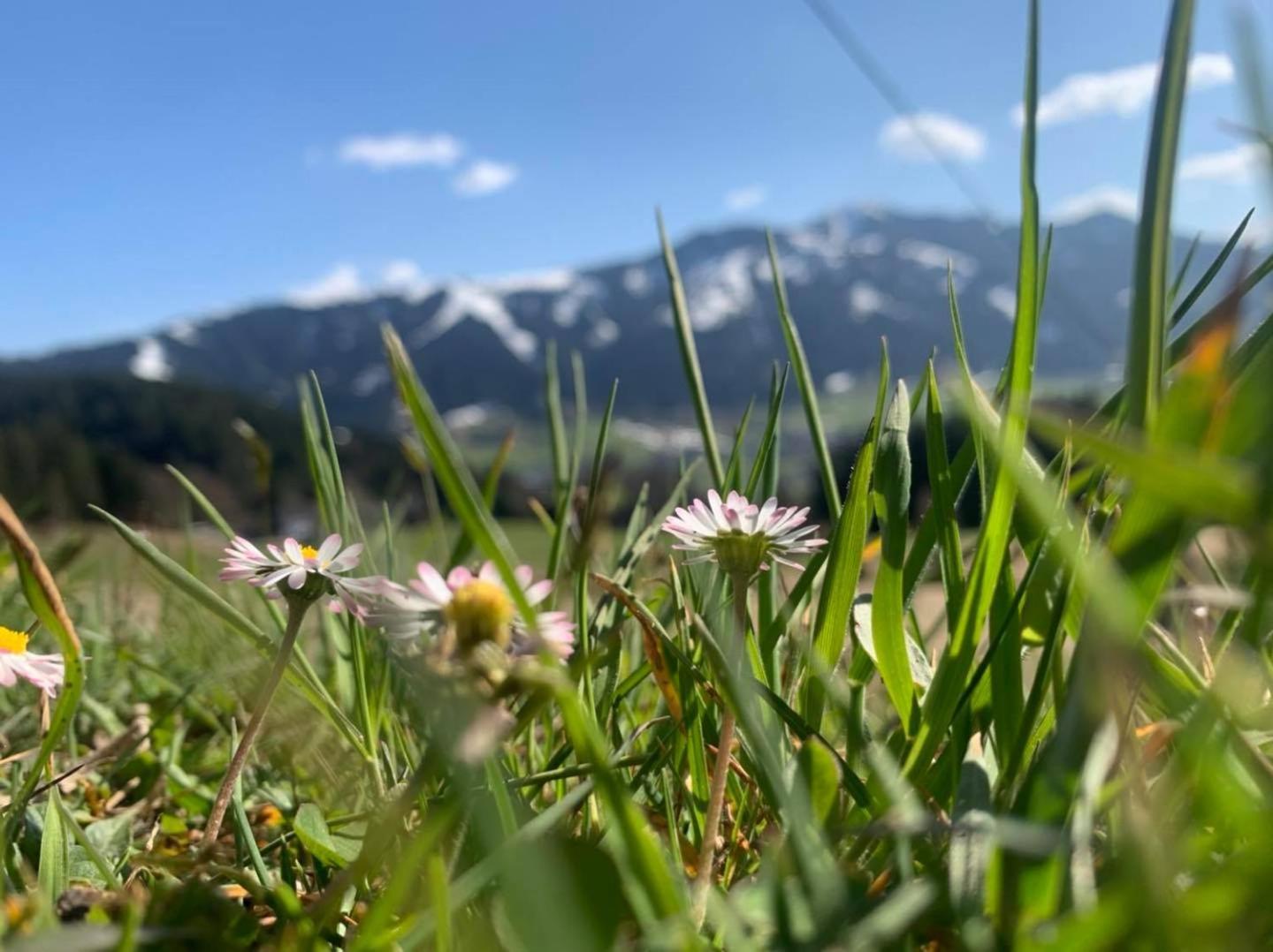 Appartement Alpenhof Wildschönau Niederau Buitenkant foto